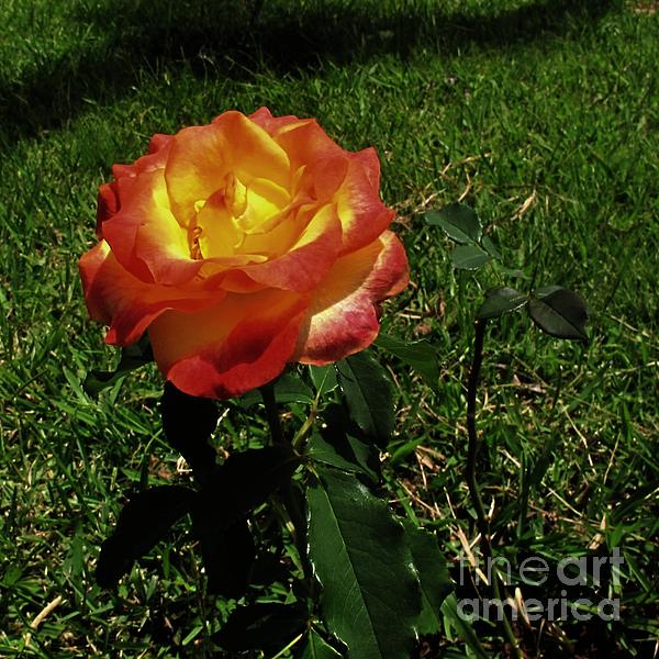 Just a  Flower Photograph
